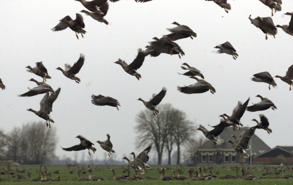 ganzenproblematiek oolder Schiphol, Nieuw Vennep, Lisse, Kaag, Abbenes, Sassenheim, Hoofddorp, Rozenburg, Aalsmeer ganzenoverlast polder Schiphol, Nieuw Vennep, Lisse, Kaag, Abbenes, Sassenheim, Hoofddorp, Rozenburg, Aalsmeer