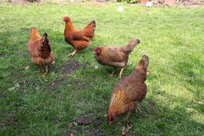 kippen overlast Nieuw Vennep, Lisse, Hoofddorp, Hillegom, Sassenheim, Voorhout, Bennebroek