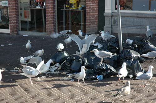 meeuwen Nieuw Vennep, Heemstede, De Zilk, Bennebroek, Hillegom, Noordwijkerhout, Sassenheim meeuwen Nieuw Vennep, Heemstede, De Zilk, Bennebroek, Hillegom, Noordwijkerhout, Sassenheim